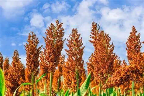 红缨子高粱图片素材 红缨子高粱设计素材 红缨子高粱摄影作品 红缨子高粱源文件下载 红缨子高粱图片素材下载 红缨子高粱背景素材 红缨子高粱模板 ...