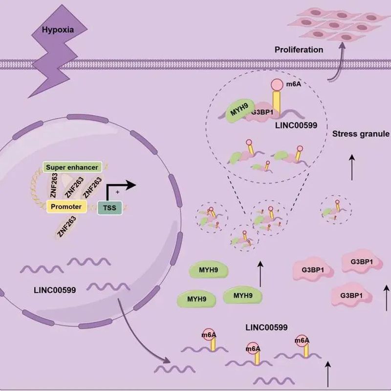 Graphical abstract