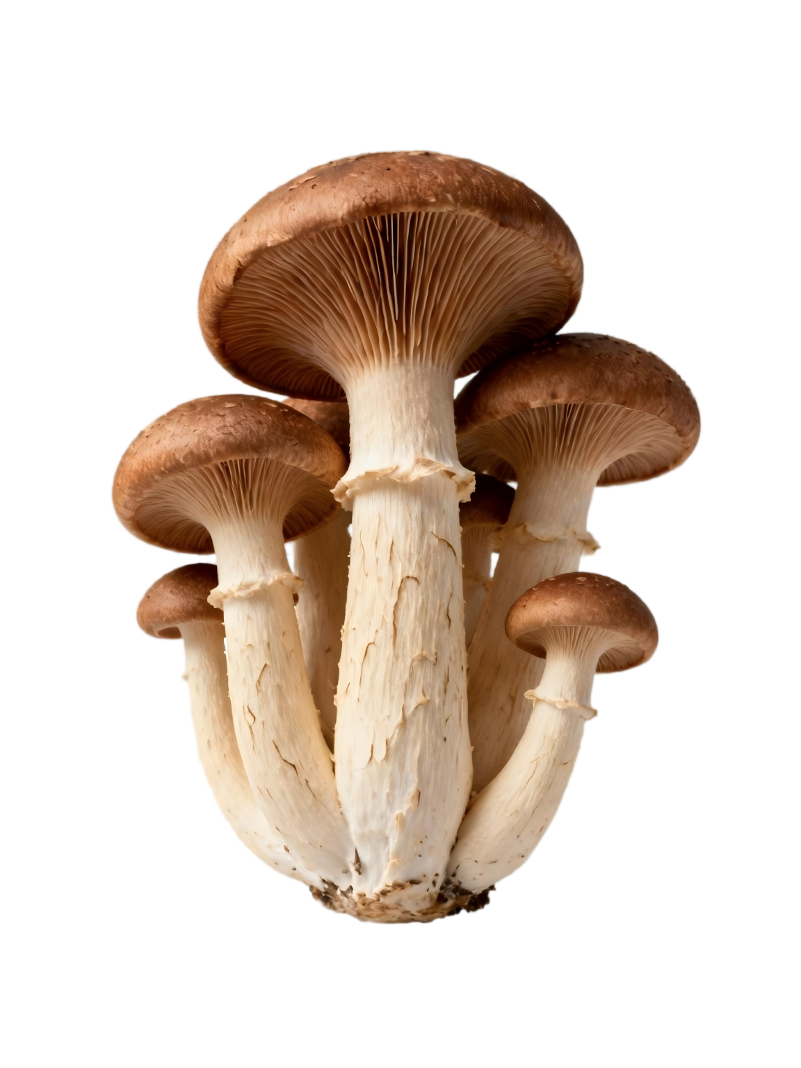 食用菌