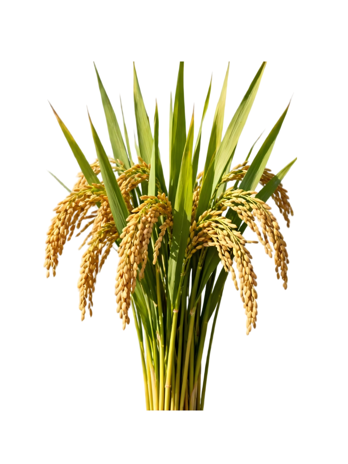 水稻种植